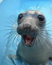 Foca 