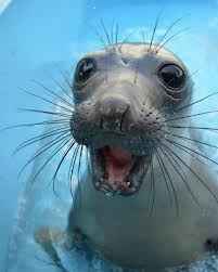 Foca 