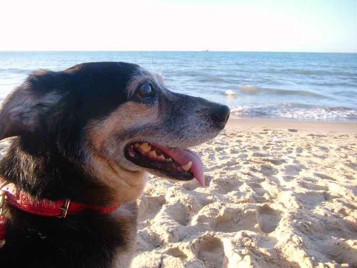 Toby 