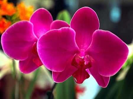 Flores do mês de Junho