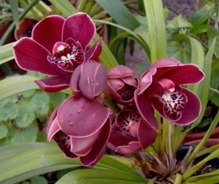 Flores do mês de Junho
