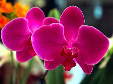 Flores do mês de Junho