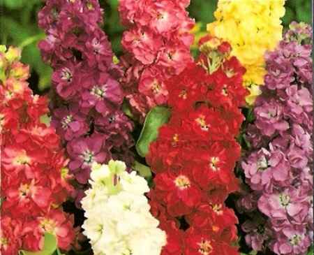 Flores do mês de Junho