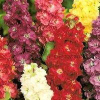 Flores do mês de Junho