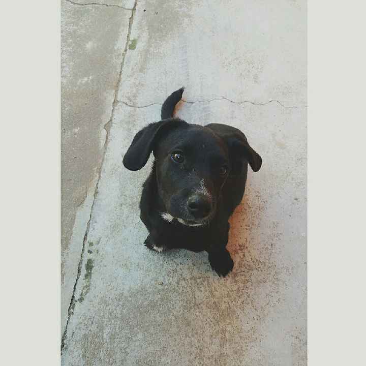 Adotamos um pet - 1