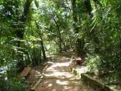 Bosque maia
