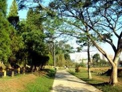 Bosque maia