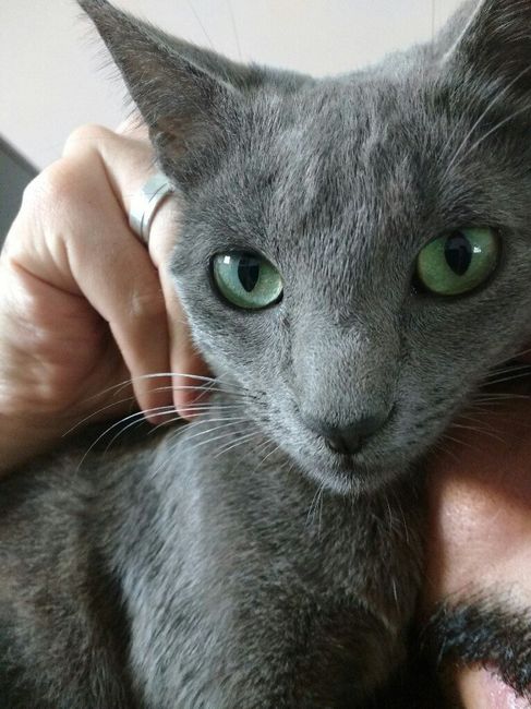  Animais de estimação No grande dia #vemver - 1