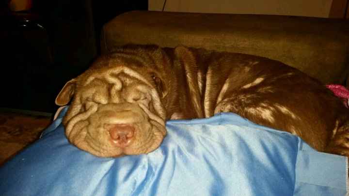 Cachorro como pajens - 2
