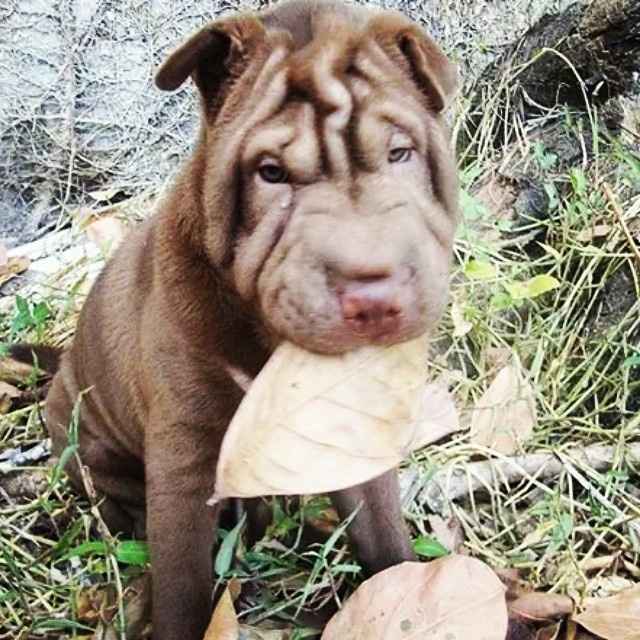 Lilica