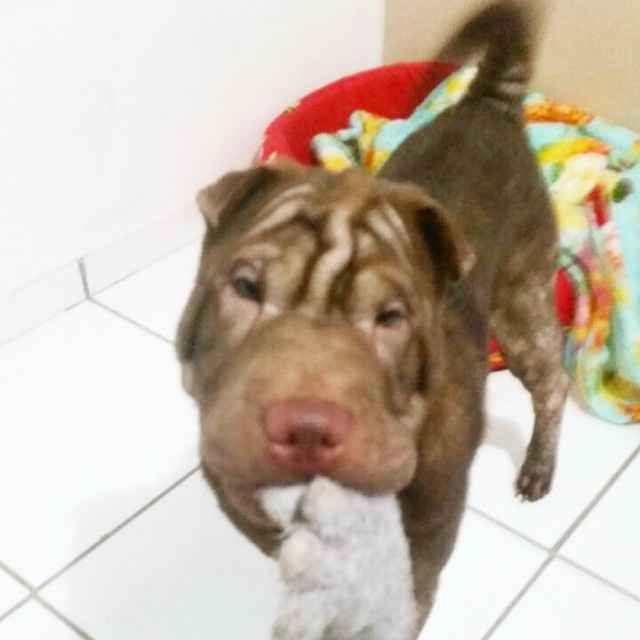 Lilica com sua meia (brinquedo predileto dela)