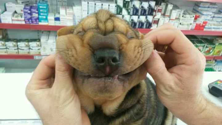 Cachorrinho no grande dia - 1