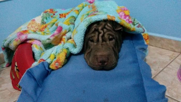 Lilica com frio