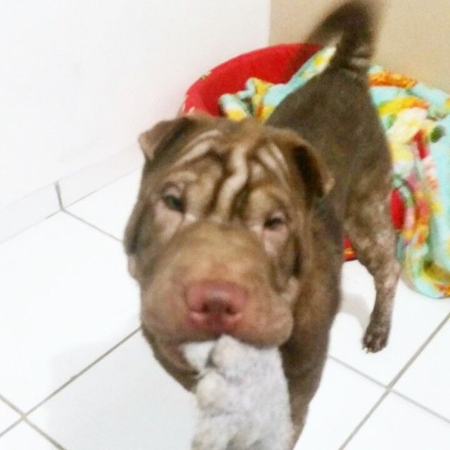 Lilica com sua meia (brinquedo predileto dela)