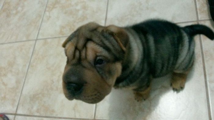 Cachorrinho no grande dia - 3