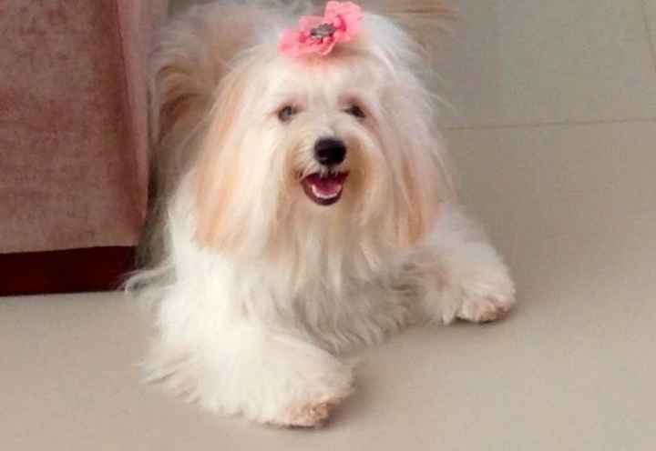 Essa aqui é a minha cachorrinha.. Foi presente do meu noivo, irei levar =) tem 1 aninho
