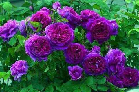 Purple - 1