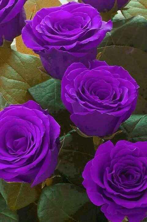 Purple - 2