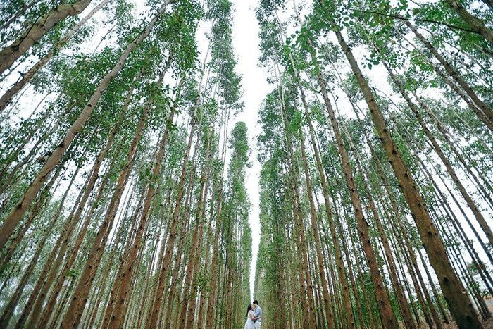 floresta de eucaliptos, tbm é propriedade privada e precisa de guia.