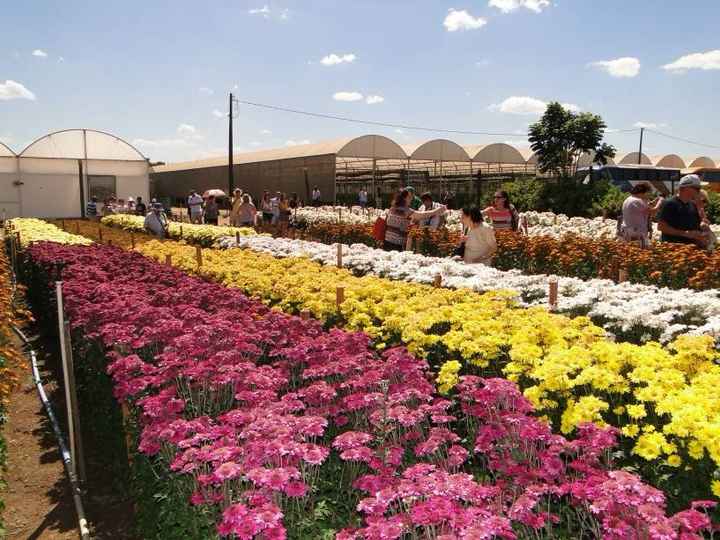 um dos campos de flores, aqui sim vc vai precisar de um guia.
