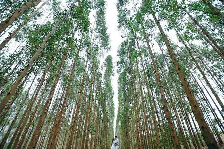 floresta de eucaliptos, tbm é propriedade privada e precisa de guia.