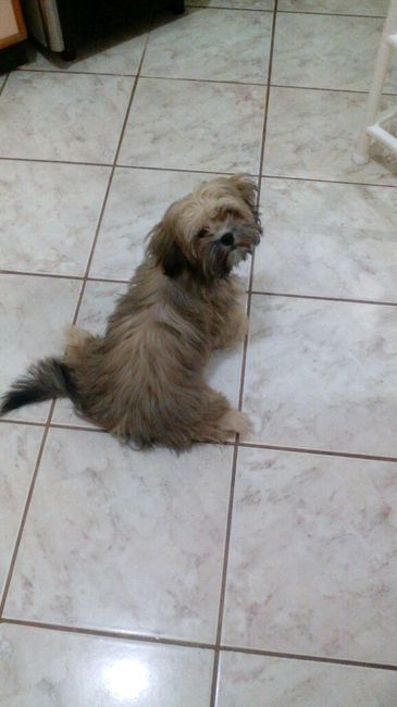 Animais na cerimônia *-* - 1
