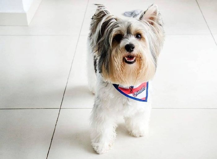 Cachorro de Honra - 2