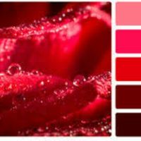 E a cor de 2017 é..... greenery - 2