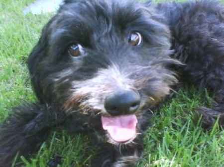 Nosso cachorrooo - 1