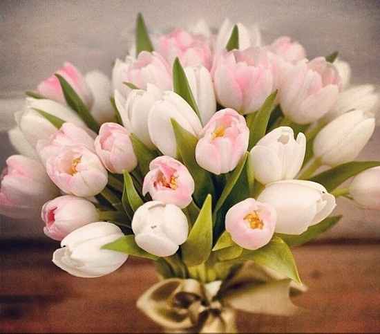 tulipas