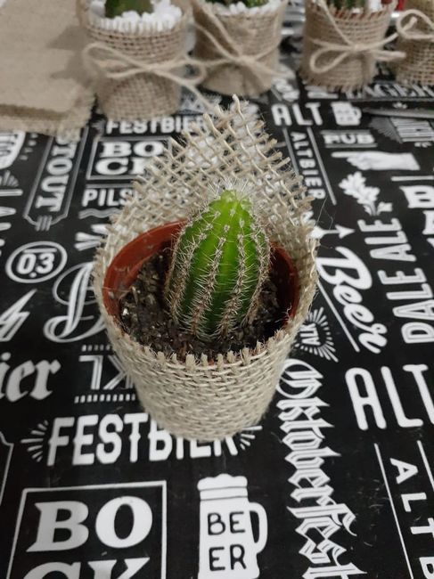 Lembrancinhas diy - Mini Cactos e Suculentas 9