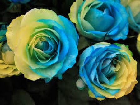 rosas
