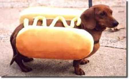 cACHORRO