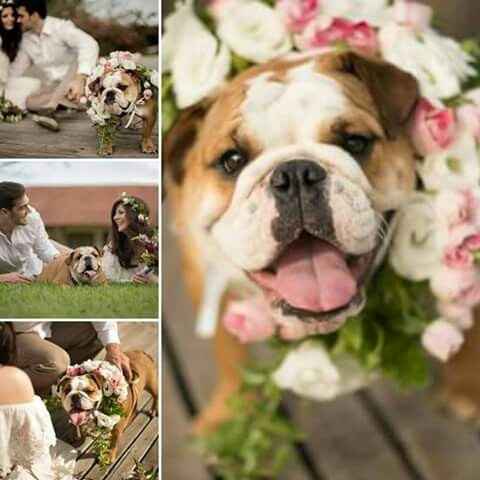 Pets no ensaio pré wedding! o que acham? - 1