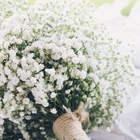 Gypsophila