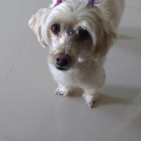 Eu sou um nenê noivinhas