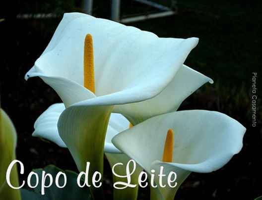 Copo de leite, flor de agosto