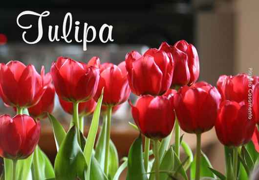 Tulipa, flor de agosto
