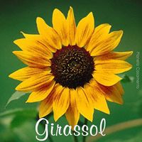 Girassol, flor de agosto