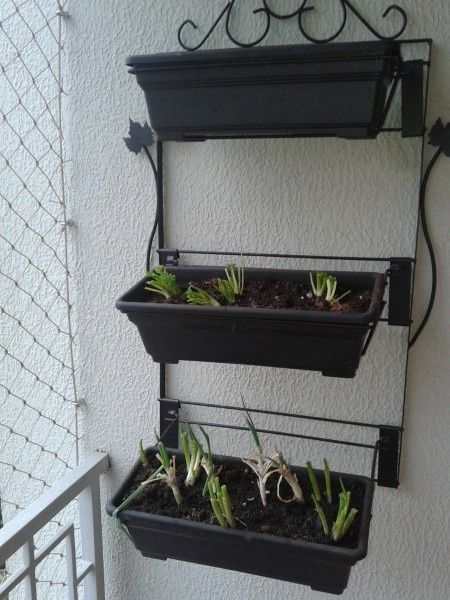 Horta de ap