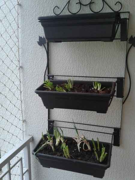 Horta de ap