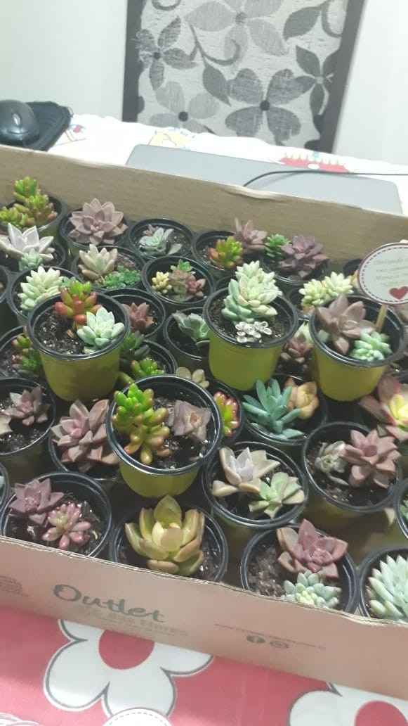Suculenta 03