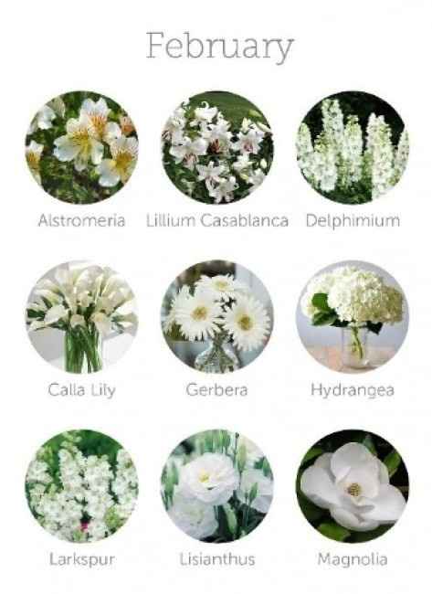 Flores de Fevereiro