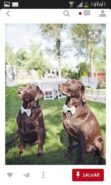 Animais no casamento ! grandes inspirações : - 2