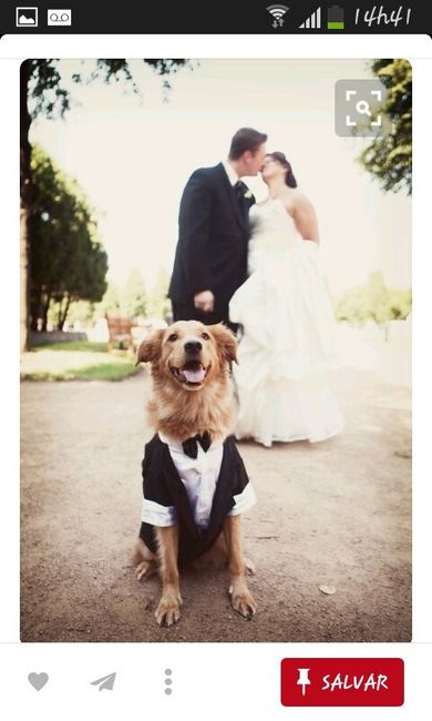 Animais no casamento ! grandes inspirações : - 3