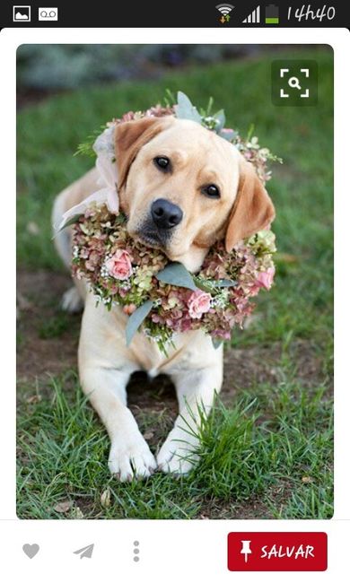 Animais no casamento ! grandes inspirações : - 4