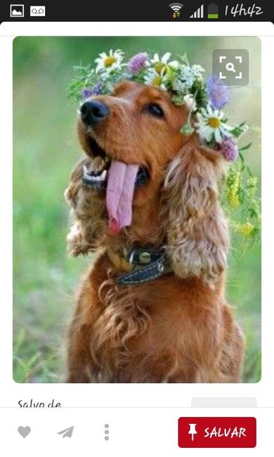 Animais no casamento ! grandes inspirações : - 6