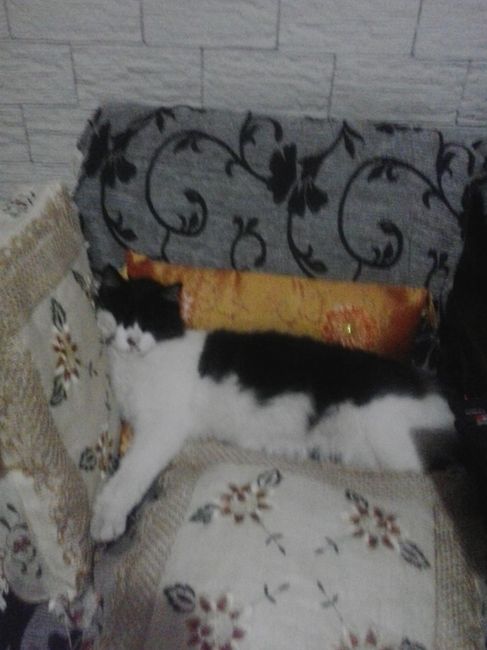 Meu Pudim