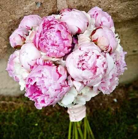 PEONIAS