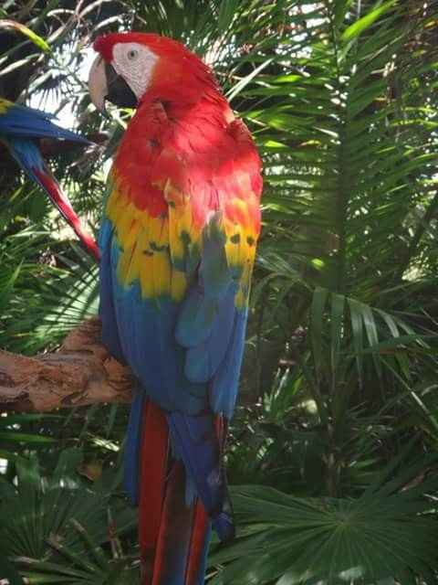 X Caret